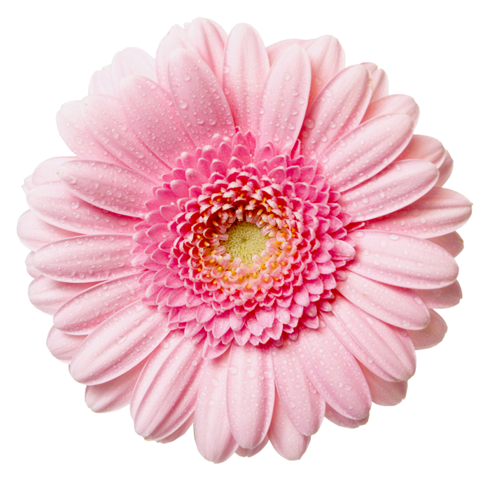 flower1