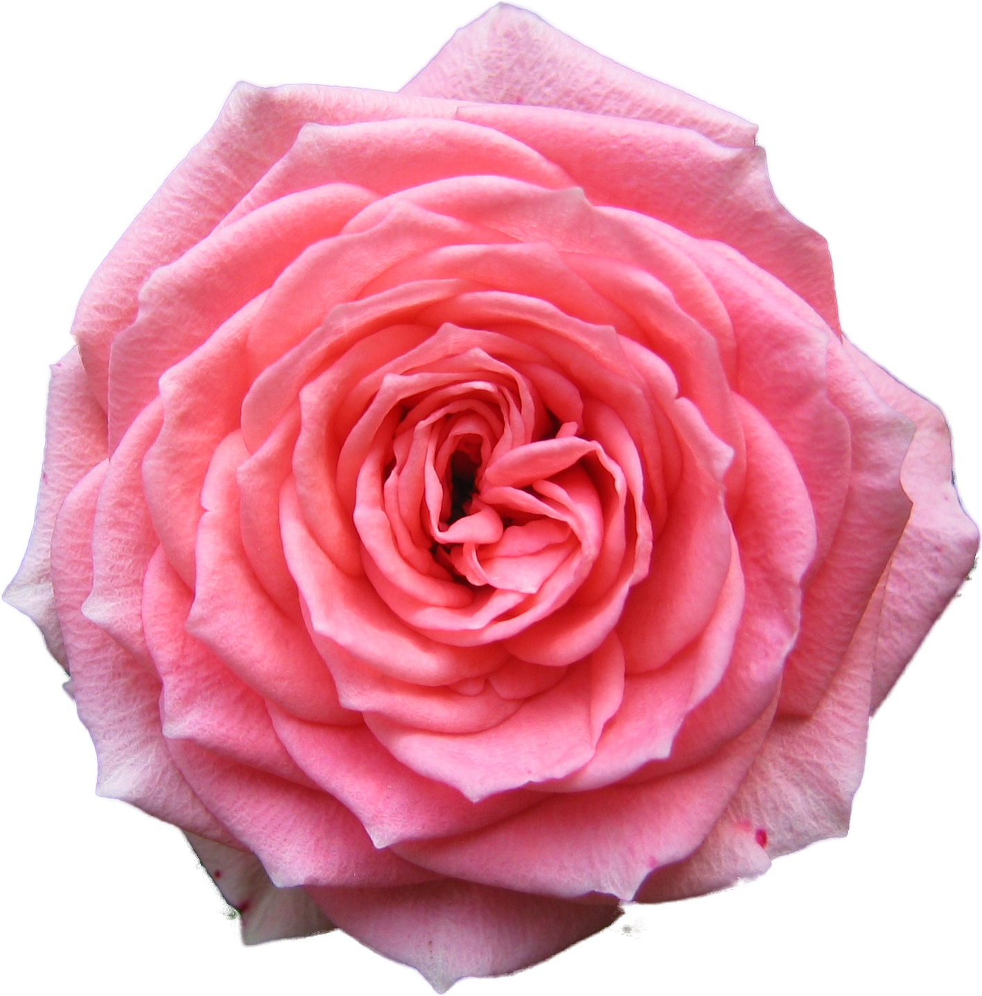 flower2